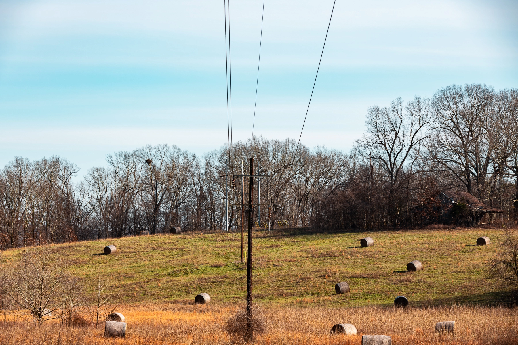 Bald Eagle Viewing Van Tours in Land Between the Lakes